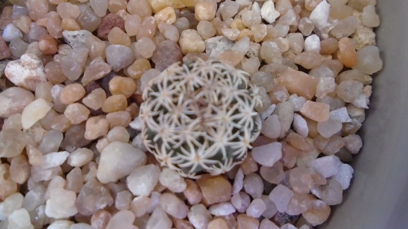 Turbinicarpus nikolae - Cactusi 2020 evolutie vara bis
