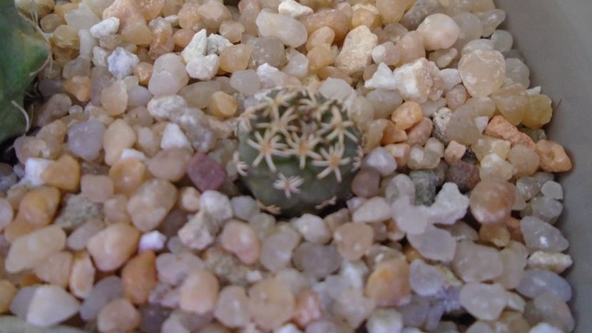 Turbinicarpus alonsoi 2 - Cactusi 2020 evolutie vara bis