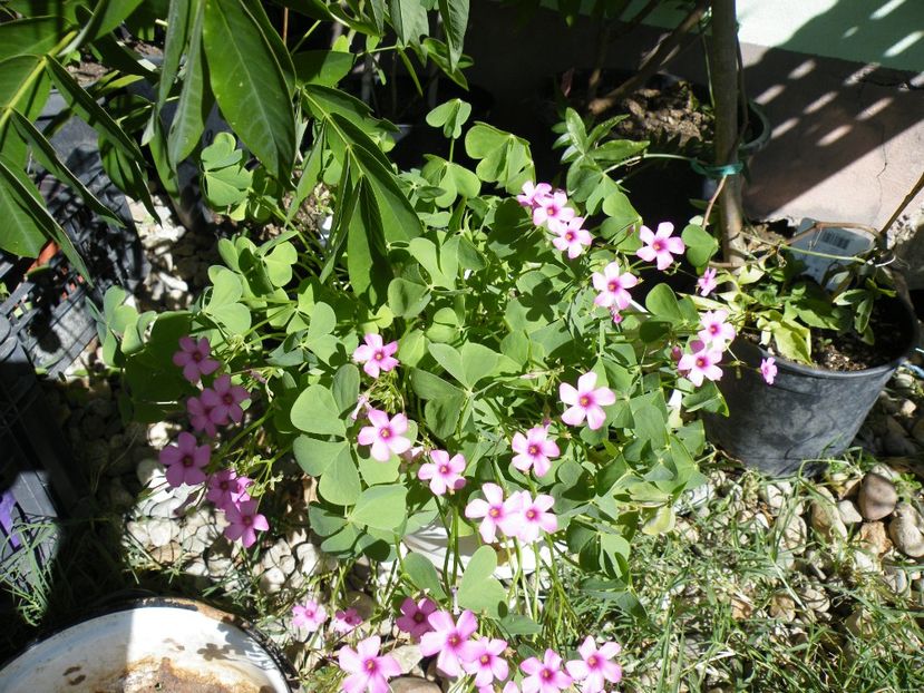 oxalis articulata - 2020