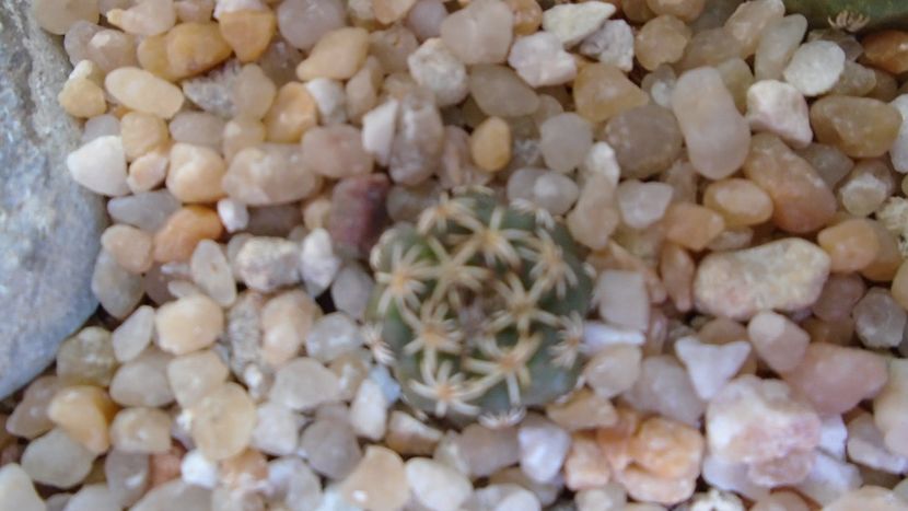 Turbinicarpus alonsoi 2 - Cactusi 2020 evolutie vara bis