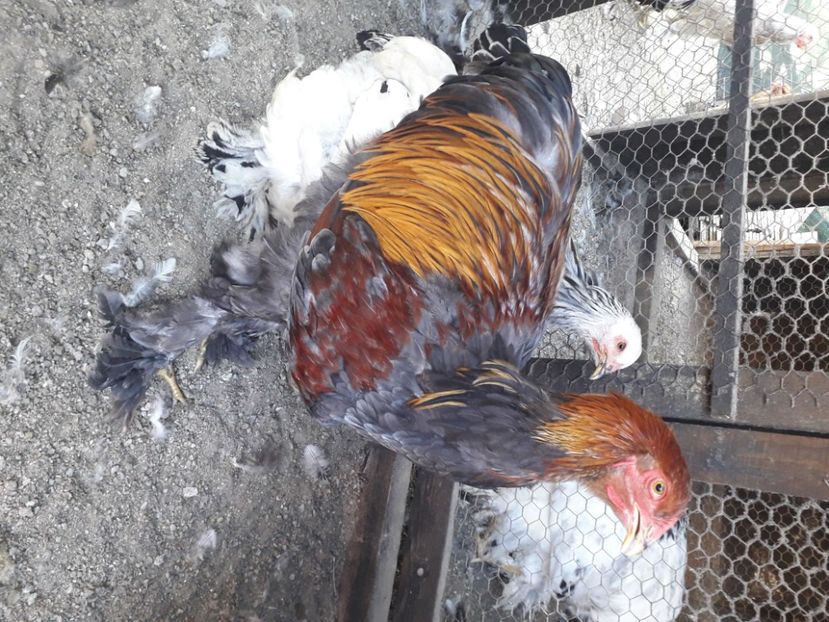  - Brahma potîrnichiu 2020