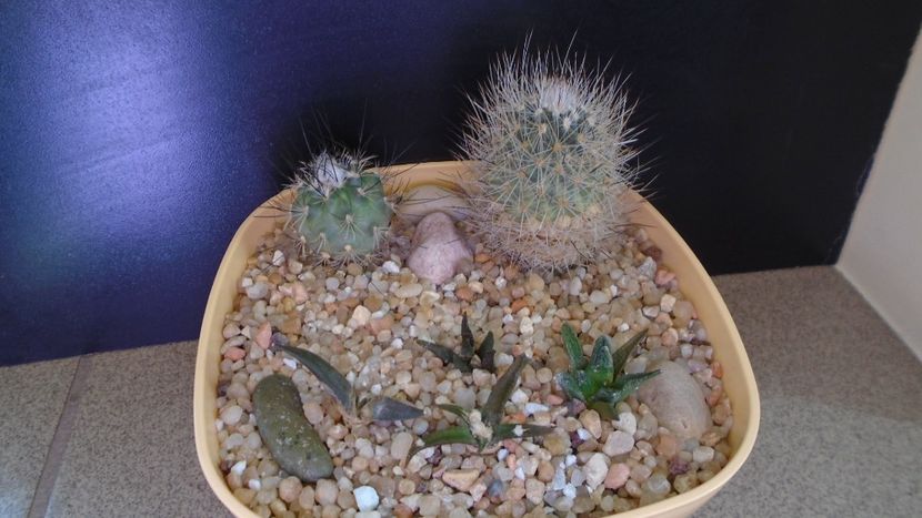 Grup de 6 cactusi - Cactusi 2020 evolutie vara bis