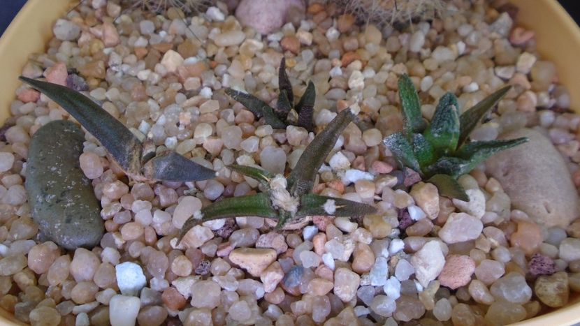 Ariocarpus agavoides ssp. sanluisensis - Cactusi 2020 evolutie vara bis