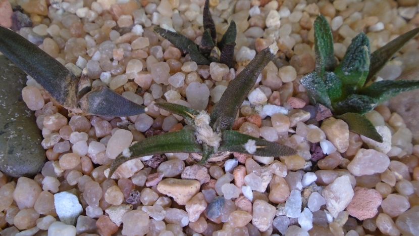 Ariocarpus agavoides ssp. sanluisensis - Cactusi 2020 evolutie vara bis