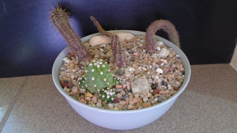 Grup de 5 cactusi - Cactusi 2020 evolutie vara bis