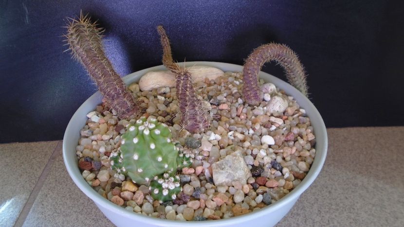 Grup de 5 cactusi - Cactusi 2020 evolutie vara bis