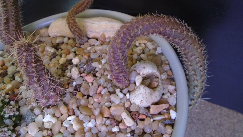 Austrocactus coxii (-18C) - Cactusi 2020 evolutie vara bis