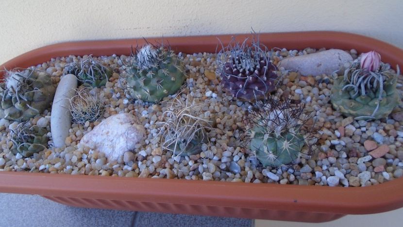 Grup de 9 Turbinicarpus - Cactusi 2020 evolutie vara bis