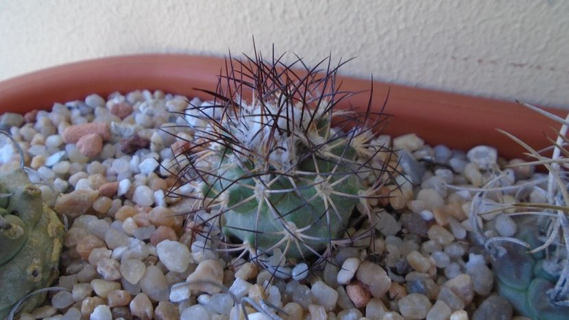 Turbinicarpus gielsdorfianus - Cactusi 2020 evolutie vara bis