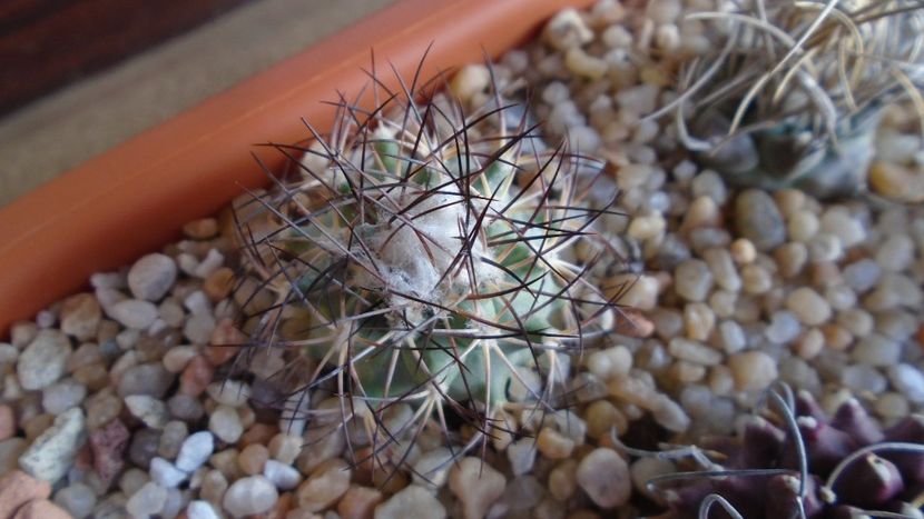 Turbinicarpus gielsdorfianus - Cactusi 2020 evolutie vara bis
