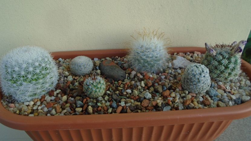 Grup de 6 Mammillaria - Cactusi 2020 evolutie vara bis