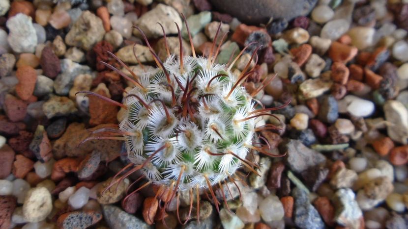 Mammillaria perezdelarosae - Cactusi 2020 evolutie vara bis