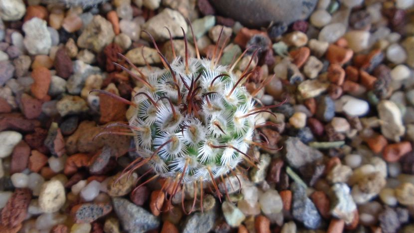 Mammillaria perezdelarosae - Cactusi 2020 evolutie vara bis