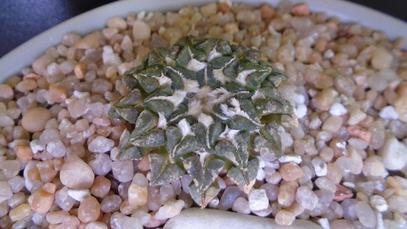 Ariocarpus kotschoubeyanus v. macdowellii - Cactusi 2020 evolutie vara bis