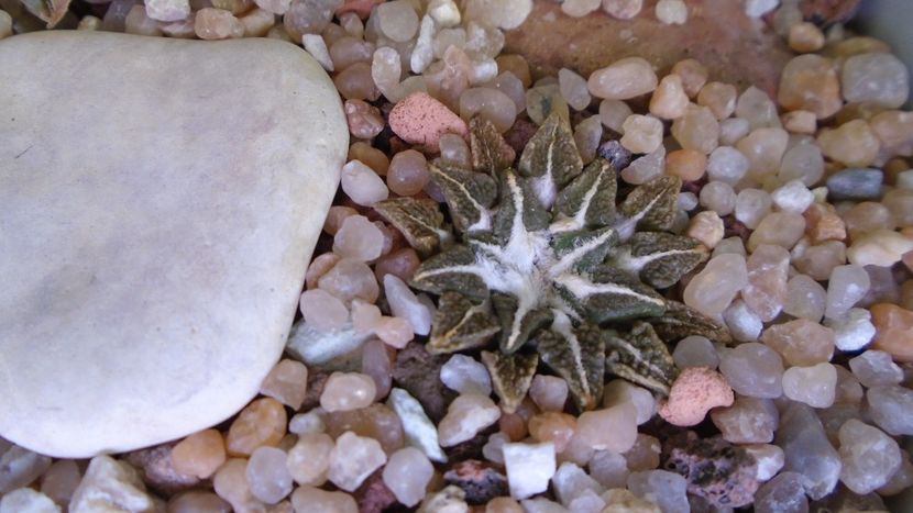 Ariocarpus kotschoubeyanus v. albiflorus - Cactusi 2020 evolutie vara bis