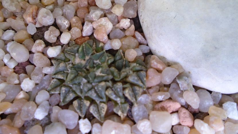 Ariocarpus kotschoubeyanus v. elephantidens - Cactusi 2020 evolutie vara bis