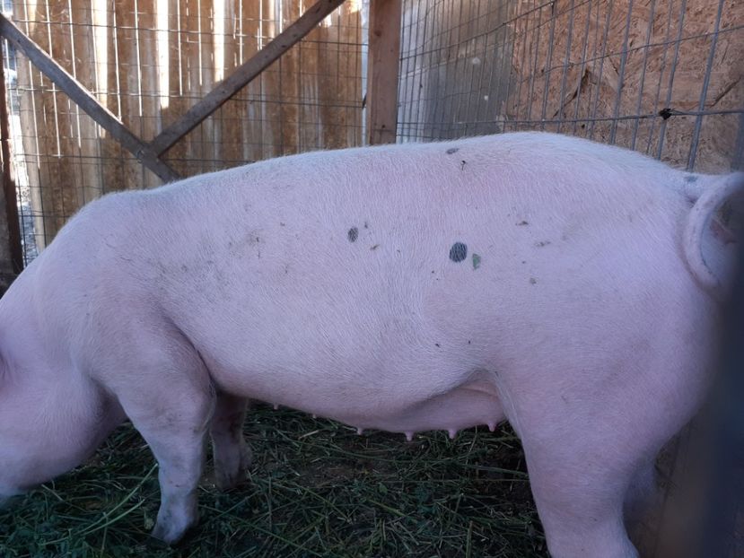 22.09.2020 - Porci 2020-2021