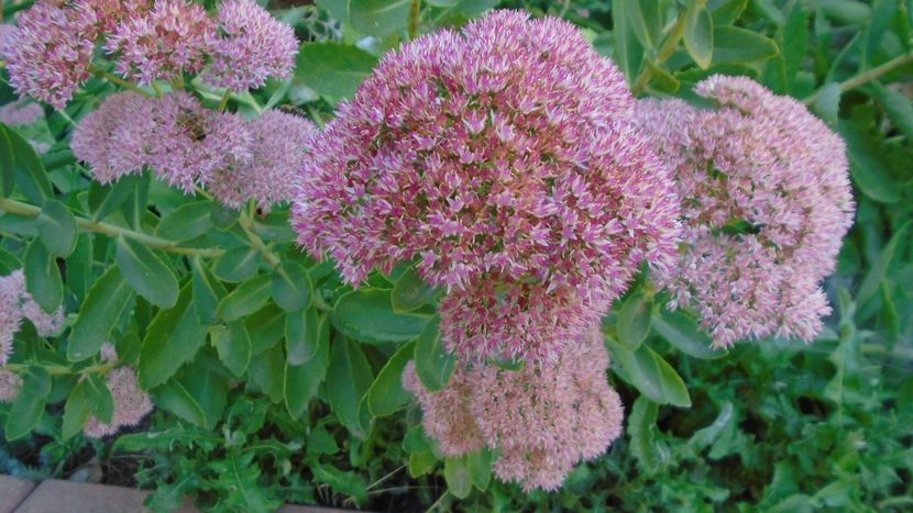 Sedum spectabile - Toamna 2020-2021-2022-2023