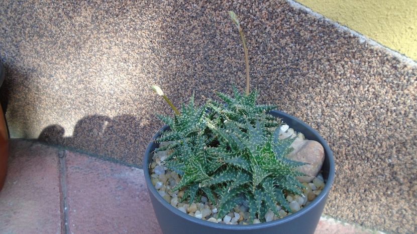 Aloe cv. Pepe, tije florale - Suculente 2020