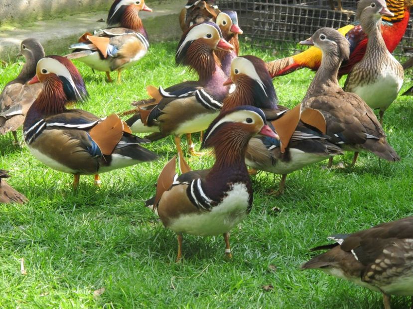 12247764_1153022734715985_8575316393604257372_o - RATE MANDARINE