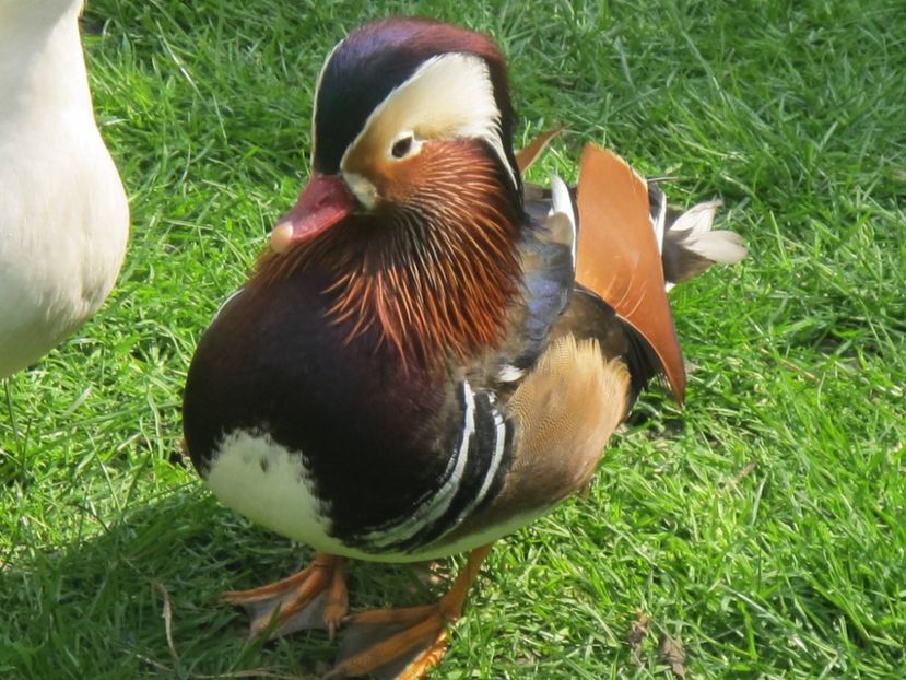 12671747_1153024718049120_6247961028369211426_o - RATE MANDARINE