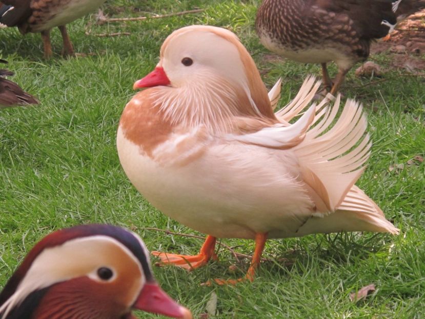 12671970_1153023321382593_1164118218251646450_o - RATE MANDARINE