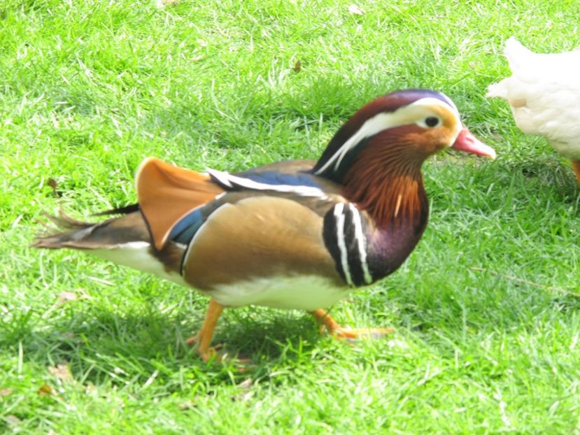 12829233_1153024088049183_7285876708476091458_o - RATE MANDARINE