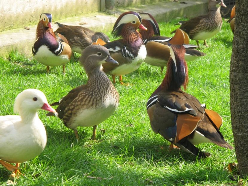 12885954_1153024621382463_8572293920604066947_o - RATE MANDARINE