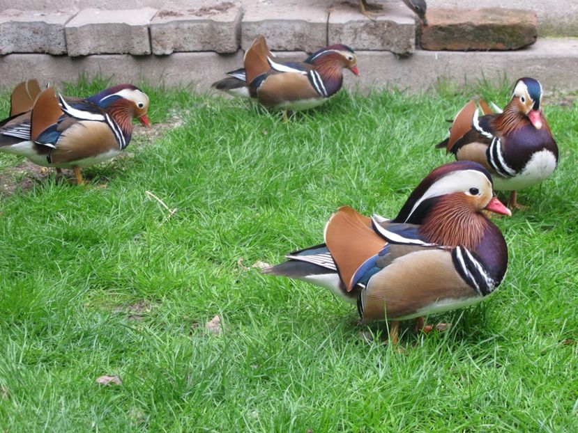 12890899_1153024928049099_1842664172416363709_o - RATE MANDARINE