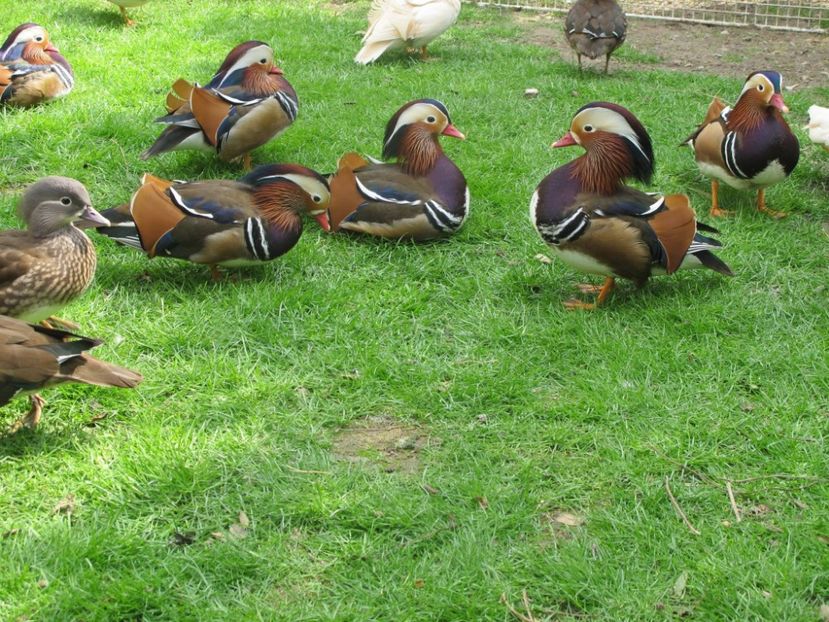 12891776_1153023474715911_1498407694278656799_o - RATE MANDARINE