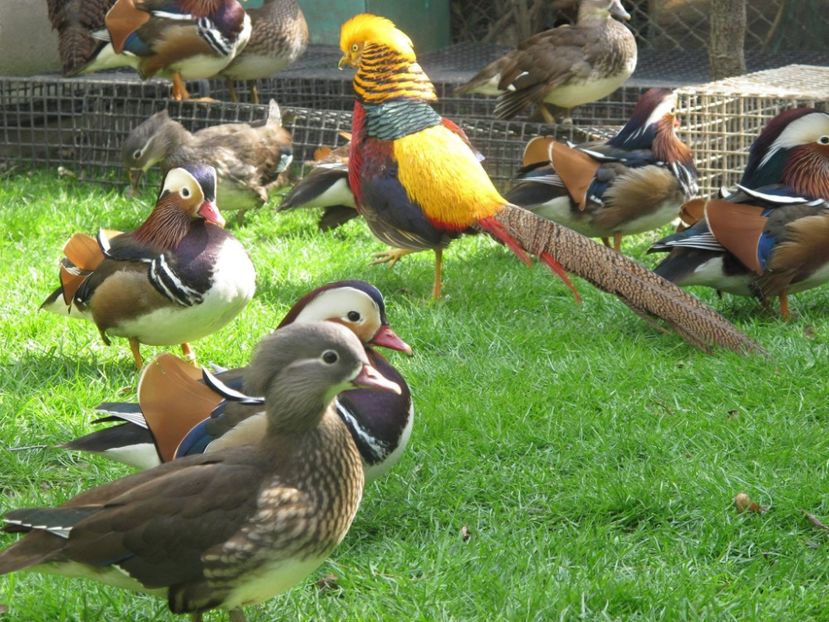 12916254_1153024414715817_7602216181574637812_o - RATE MANDARINE