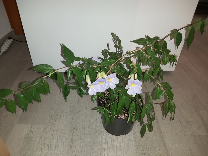  - Thunbergia erecta