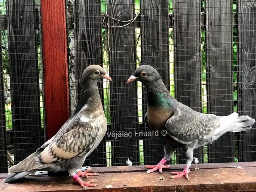  - NU AMI APARTIN 2020