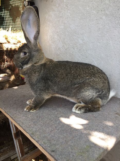 55D518D3-207A-4A93-AF26-38C7ED64344E - RO 8-119103