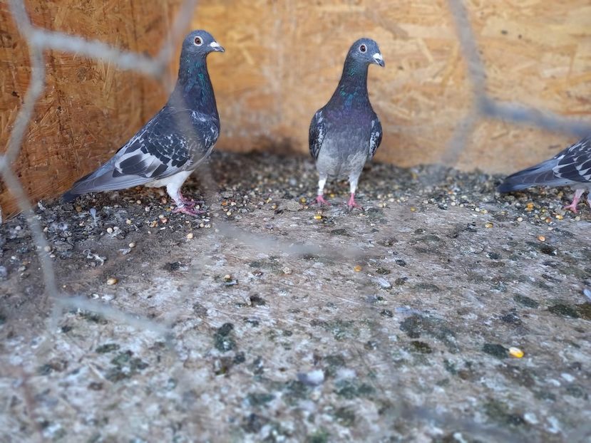  - Cativa porumbei reprezentativi ai crescătoriei noastre