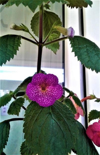  - colectia mea de achimenes 001 2020
