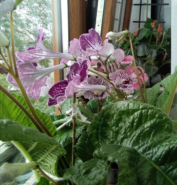  - Streptocarpusi din seminte 2020