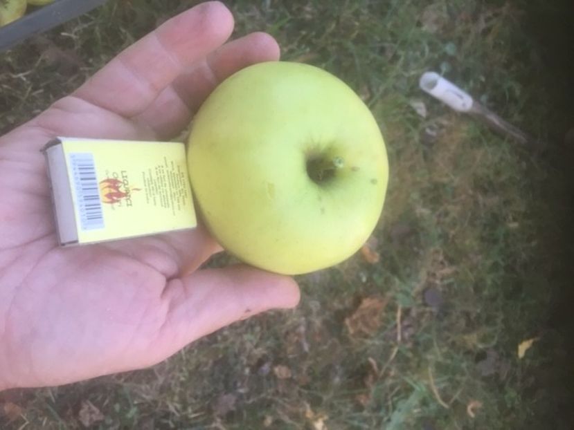 MAR ARGINTIU DE BISTRITA - vita de vie