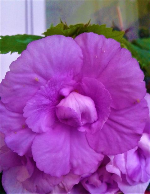 - 000018 ACHIMENES