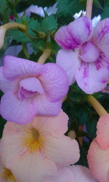  - 000012 ACHIMENES