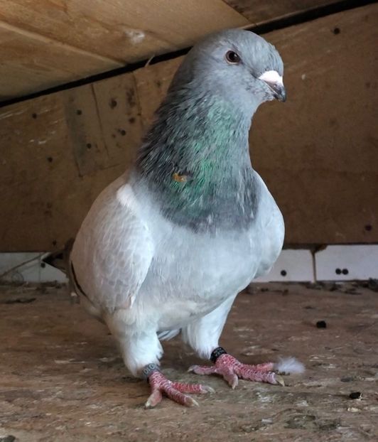 M-2020 - Masculi pentru 2021