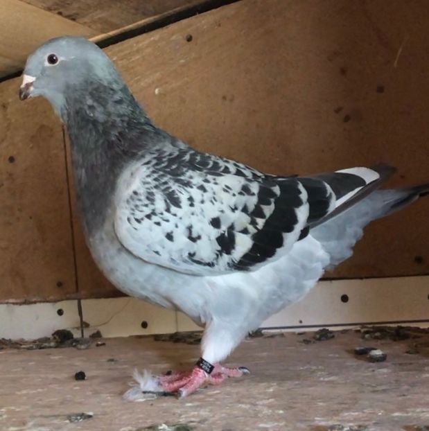 F-2020 - Femele pentru 2021