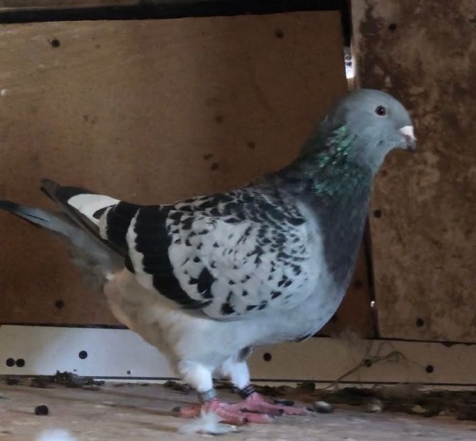  - Femele pentru 2021