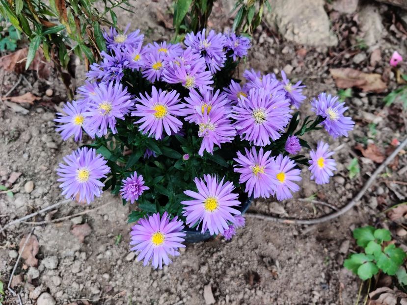 Aster mov - Diverse flori de gradina