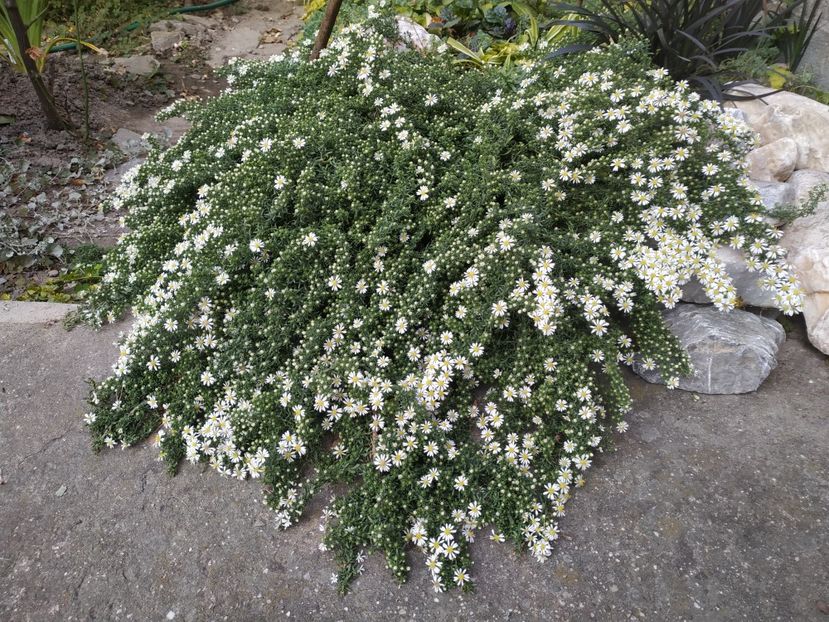  - Septembrie 2019- septembrie 2020