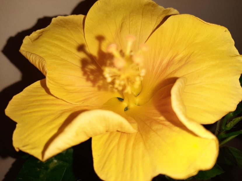  - Florile mele în septembrie 2020