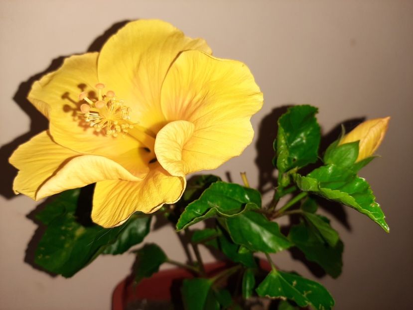  - Florile mele în septembrie 2020