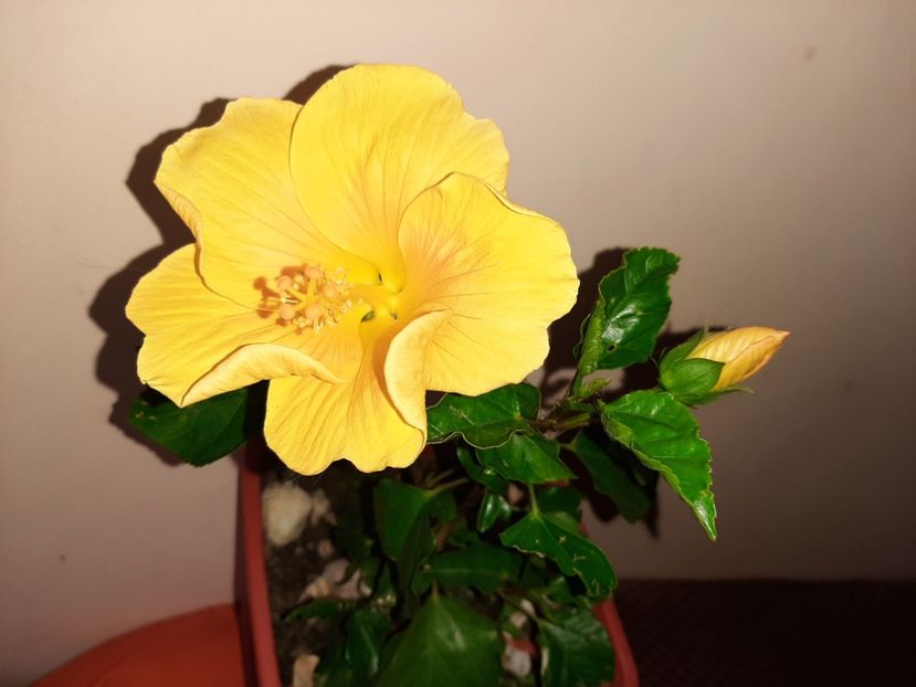  - Florile mele în septembrie 2020