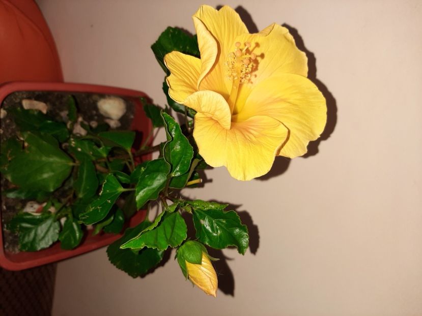  - Florile mele în septembrie 2020