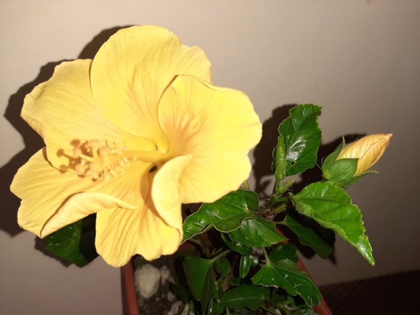  - Florile mele în septembrie 2020